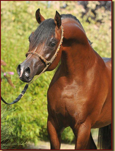 Kubay Khan 2 jaar oud