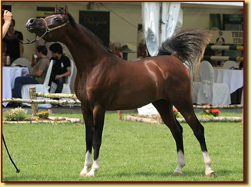 Kubay Khan 2 jaar oud