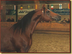 Kubay Khan 2 jaar oud