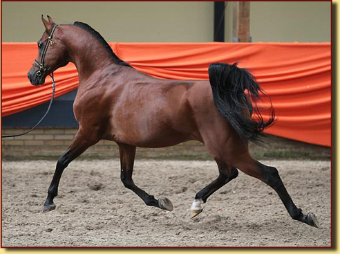 Kubay Khan 2 jaar oud